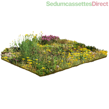 Een sedummat gecombineerd met kruidenplanten, perfect voor een natuurlijke uitstraling en geur.